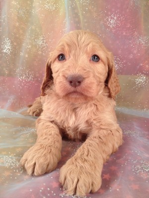 Red female Goldendoodle Puppy #20 Ready Soon|Shipping only $150 to Boston MA|Enjoy Great Shipping rates to Massachusetts and Many More at Purebredpups